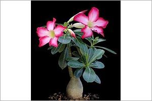 A photo of Kudu Lily