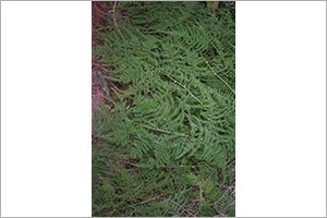 A photo of Lace Fern