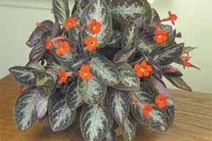 A photo of Lace Flower Vine