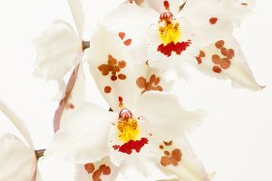 A photo of Lace Orchid