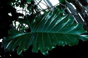 A photo of Lacy Tree Philodendron