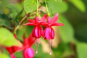 A photo of Ladies Ear Drops