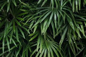 A photo of Lady Palm