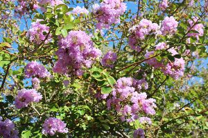 A photo of Lagerstroemia Indica
