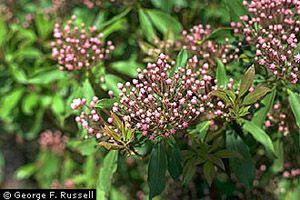 A photo of Lambkill