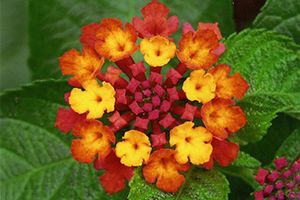A photo of Lantana