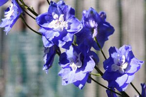 A photo of Larkspur
