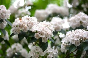 A photo of Laurel