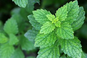 A photo of Lemon Balm