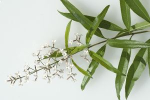 A photo of Lemon Verbena