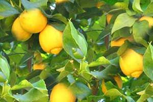 A photo of lemon
