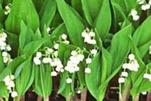 A photo of Lily of the Valley