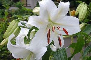 A photo of Lily