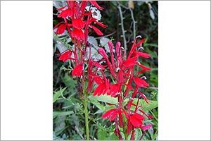 A photo of Lobelia