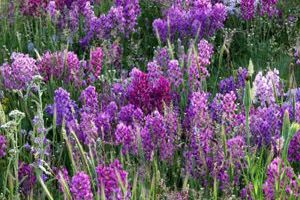 A photo of Loco Weed (Oxytropis spp.)