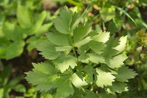 A photo of Lovage