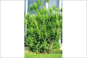 A photo of Madagascar Dragon Tree