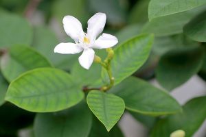 A photo of Madagascar Jasmine