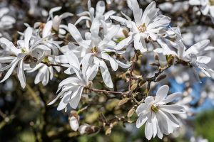 A photo of Magnolia Bush