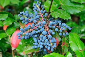 A photo of Mahonia