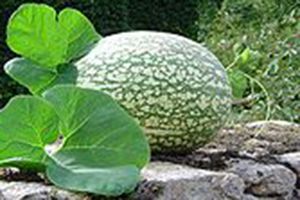 A photo of Malabar Gourd