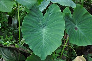 A photo of Malanga