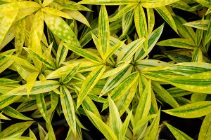 A photo of Malaysian Dracaena