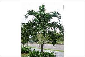 A photo of Manila Palm