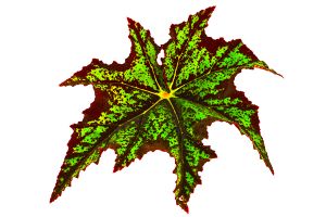 A photo of Mapleleaf Begonia