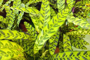 A photo of Maranta