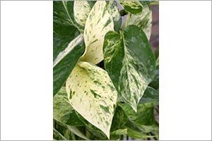A photo of Marble Queen