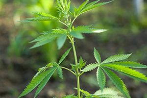A photo of Marijuana