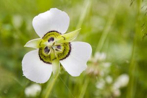 A photo of Mariposa Lily