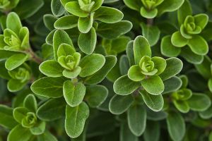 A photo of Marjoram