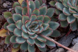 A photo of Maroon Chenille Plant