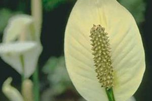 A photo of Mauna Loa Peace Lily