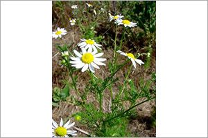 A photo of Mayweed