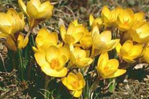 A photo of Meadow Saffron