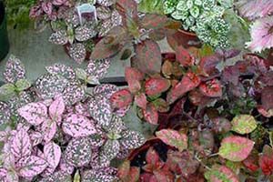 A photo of Measles Plant