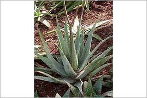 A photo of Medicine Plant