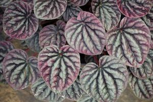 A photo of Metallic Peperomia