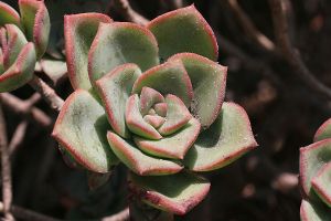 A photo of Mexican Rosettes
