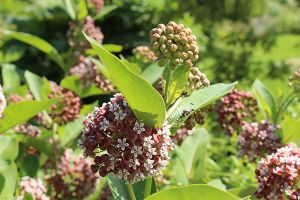 A photo of Milkweed