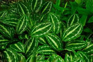 A photo of Miniature Maranta
