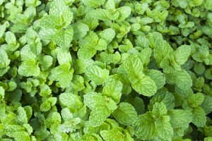 A photo of mint
