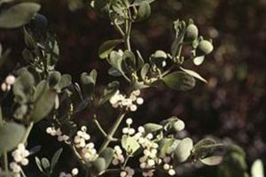 A photo of Mistletoe "American"