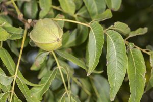 A photo of Mockernut Hickory