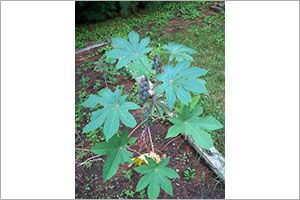 A photo of Mole Bean Plant