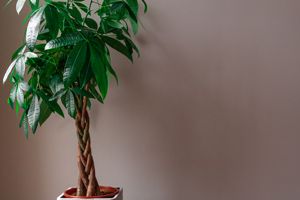 A photo of Money Tree