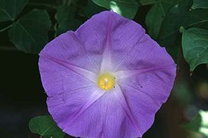 A photo of Morning Glory